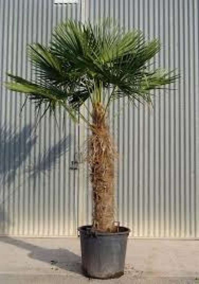 Chamarops humulis   tüylü palmiye  2200 250 cm boy